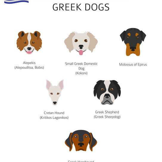 Chiens de race grecque, Chiens de berger de Grèce, Chiens de race primitive, Infographie