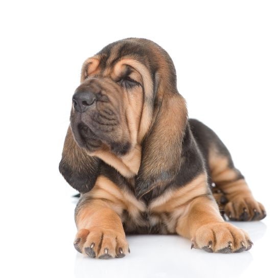 Chien de Saint-Hubert, chien de chasse aux très longues oreilles tombantes.