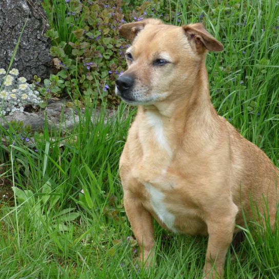 Chien Jack Tzu Plante, chien, carnivore, race de chien, moustaches, herbe, chien de compagnie, faon, museau, animal terrestre,
