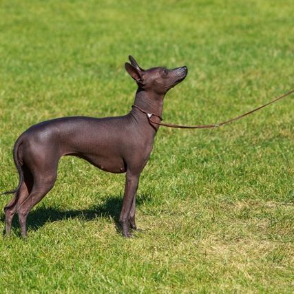 Chien nu péruvien brun foncé dans une prairie Chien péruvien sans poils sur l'herbe