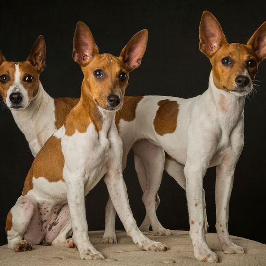 American Rat Terrier, Terrier d'Amérique, chien de race brun blanc, petit chien aux oreilles dressées, portrait d'un petit chien, chien de compagnie, chien de famille, trois chiens bicolores aux grandes oreilles, petit chien de race