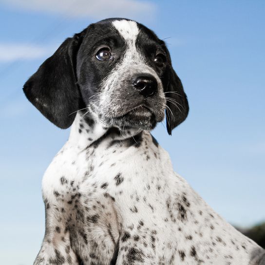 chiot noir blanc à poil court allemand ressemble à un dalmatien