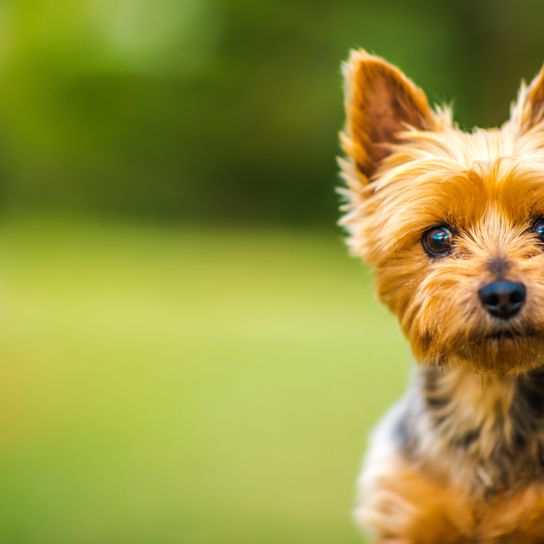 Portrait d'un Silky Terrier australien, petit chien au pelage long, chien tirant la langue, portrait de chien, race de chien australien, petit chien pour la ville et les enfants