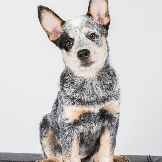 chien, mammifère, vertébré, race de chien, canidé, chiot, carnivore, berger australien, chien de compagnie, chiot berger australien tacheté couché sur fond blanc