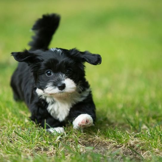 chien, mammifère, vertébré, race de chien, Canidae, chiot, carnivore, chiot Bichon Havanais, chien de compagnie, race similaire au Terrier Tibétain, petit chien noir et blanc