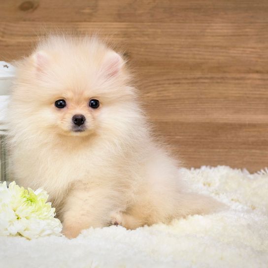 Chien, mammifère, vertébré, Canidae, Spitz, race de chien, Poméranien, Volpino italiano, Spitz allemand blanc, chiot,