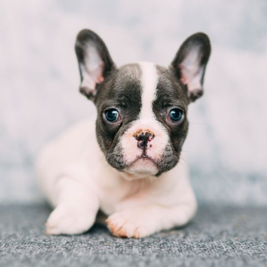 chiot bulldog français noir blanc canidae, chiot, chien, carnivore, main, race de chien, doigt, patte, groupe sportif, amour des chiots, chiot français grand comme une main, petit chiot bouledogue français noir et blanc