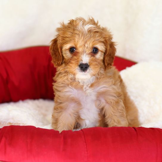 Chien, mammifère, vertébré, race de chien, Canidae, Maltepoo, Cavapoo, chiot, chien de compagnie, carnivore,