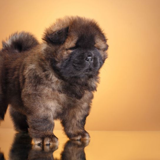 Mammifère, Chien, Vertébré, Canidé, Race de chien, Chow Chow Chiot Brun, Carnivore, Chiot, Race similaire au Berger du Caucase, Chien de compagnie, Chien à poil long