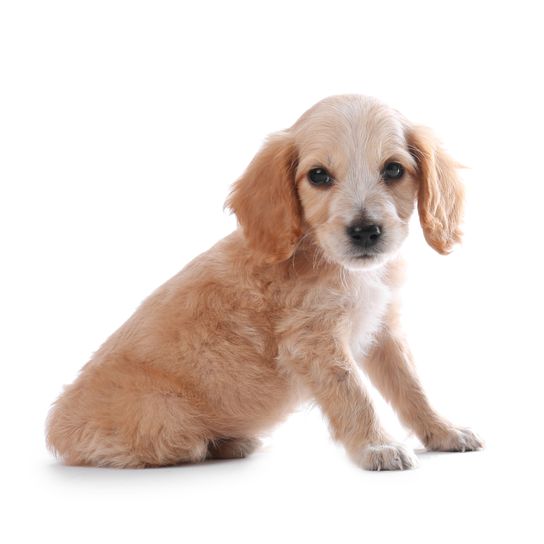 chien, mammifère, vertébré, canidé, race de chien, cocker blond, cocker anglais blond, carnivore, épagneul, petit chiot crème aux oreilles tombantes