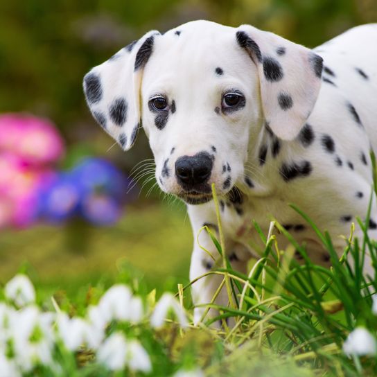Chiot dalmatien dans l'herbe chien, chiot dalmatien dans l'herbe, mammifère, vertébré, race de chien, canidé, carnivore, muselière, groupe non sportif, chiot, grand chien blanc avec des taches noires, 101 chien dalmatien