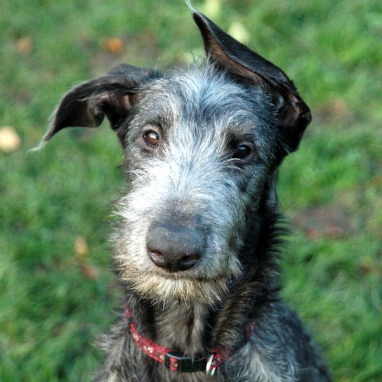 Chiot du Deerhound Chiot Deerhound écossais, petit chiot gris, chien à poil dur, chien de race géante