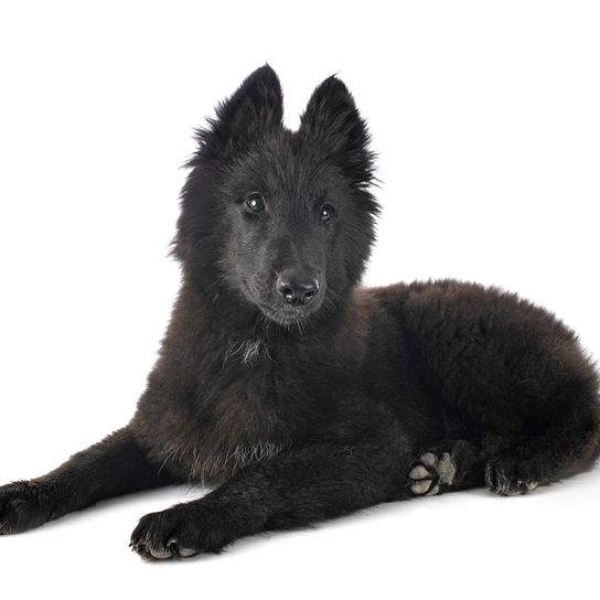 Chiot Groenendael, chiot berger belge noir