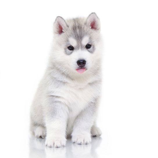 Chien, mammifère, Husky sibérien, vertébré, Canidae, race similaire au Malamute d'Alaska, carnivore, race de chien, chiot Husky sibérien gris blanc