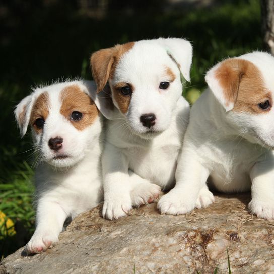 Chien, mammifère, vertébré, race de chien, Canidae, chien de compagnie, chiot, Russell Terrier, carnivore, chiot Jack Russell Terrier,