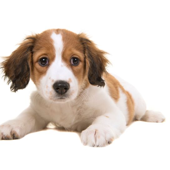 Chien, Mammifère, Vertébré, Race de chien, Canidae, Carnivore, Chien de compagnie, Chiot, Chiot Kooikerhondje, Chiot Kooiker