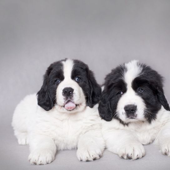 Chien, mammifère, vertébré, race de chien, Canidae, chien similaire au chien de garde de Moscou, chiot Landseer, carnivore, race similaire au St. bernard, chien similaire au mastiff des Pyrénées, chien noir et blanc