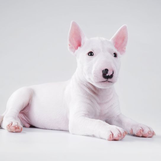 Chien, mammifère, vertébré, Canidae, bull terrier (miniature), chiot mini bull terrier blanc avec nez noir, vieux terrier anglais, bull et terrier, race de chien, terrier anglais blanc,