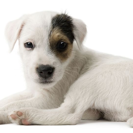 chien, mammifère, vertébré, race de chien, Canidae, chiot, chien de compagnie, carnivore, Russell Terrier, chiot Parson Russell Terrier en blanc avec un œil noir marron