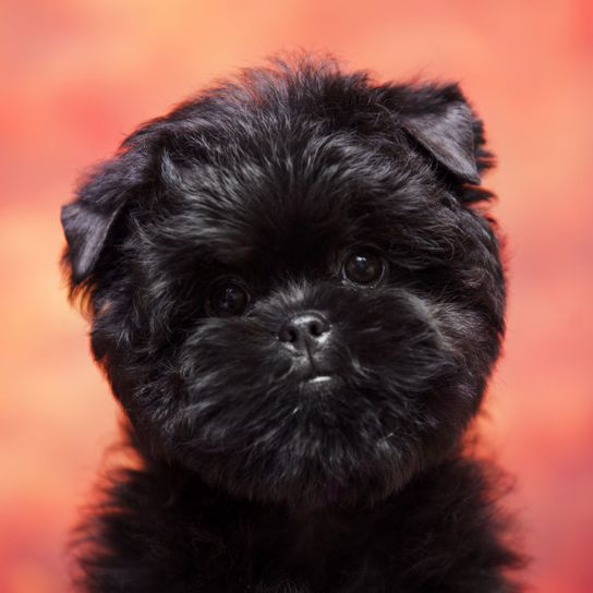 Chien, Mammifère, Vertébré, Canidé, Race de chien, Chiot, Affenpinscher, Chien de compagnie, Carnivore, Chiot Affenpinscher noir