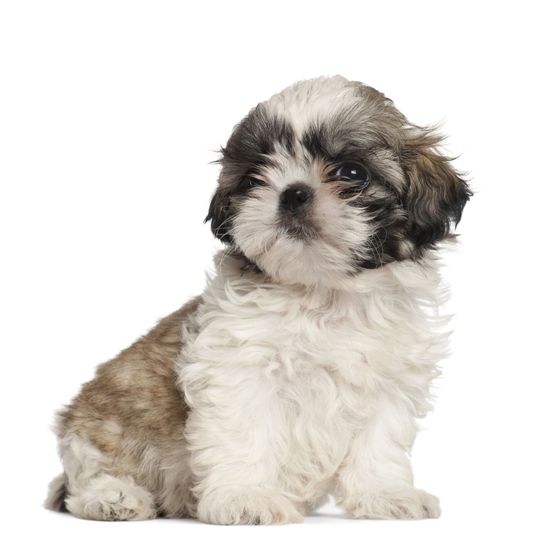 chien, mammifère, vertébré, chien de race, chien similaire au maltipoo, canidé, chiot, chiot shih tzu brun blanc et noir, chien tricolore, chien à poil long