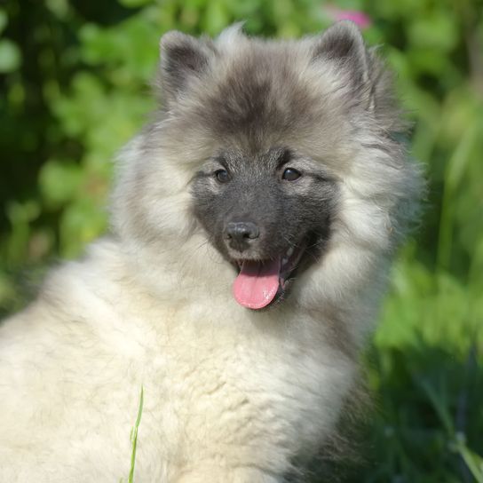 Chien, mammifère, vertébré, Canidae, race de chien, Keeshond, race similaire à l'Eurasienne, carnivore, Spitz allemand moyen, Spitz, chiot gris