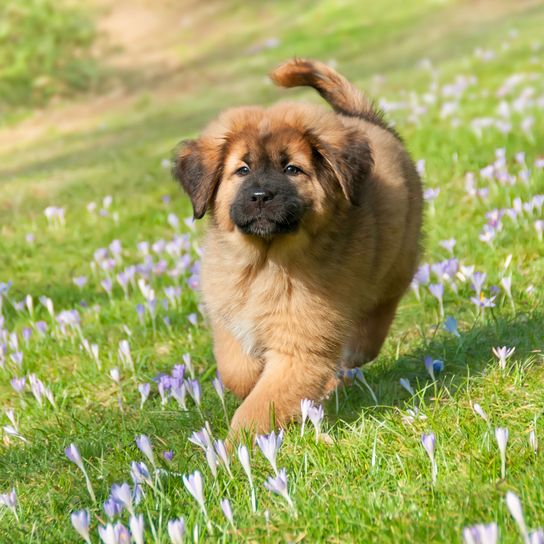 Chien, Mammifère, Vertébré, Race de chien, Canidae, Herbe, Carnivore, Chien de compagnie, Race similaire au Leonberger, Chiot,Chiot femelle du Dogue du Tibet ou Do Khyi