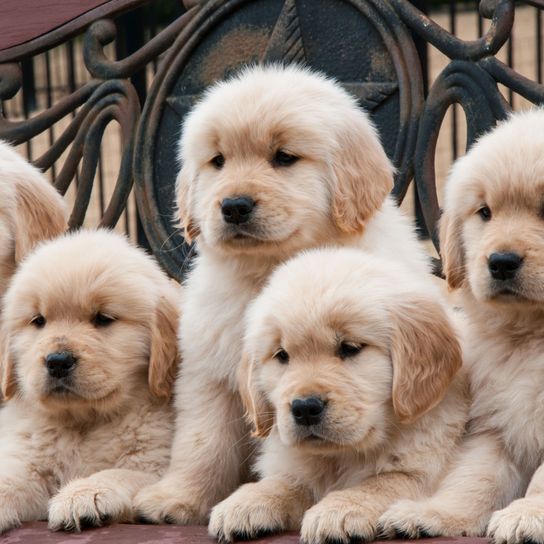 Chien, Mammifère, Vertébré, Race de chien, Canidae, Carnivore, Chiots Golden Retriever blancs, Chien de compagnie, Chiot, Groupe sportif, Chiots à poils longs