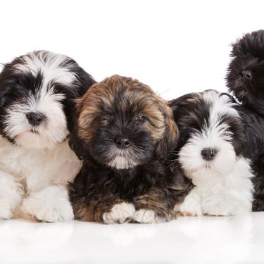 Chiots Lhasa Apso en brun, noir et blanc, petit chien débutant à poil long, chien similaire au Shih Tzu