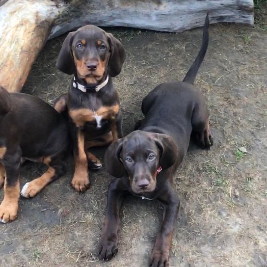 Chien,carnivore,chien de compagnie,race de chien,foie,animal de travail,groupe sportif,chien de chasse,chien de travail,chien de montagne du Monténégro,