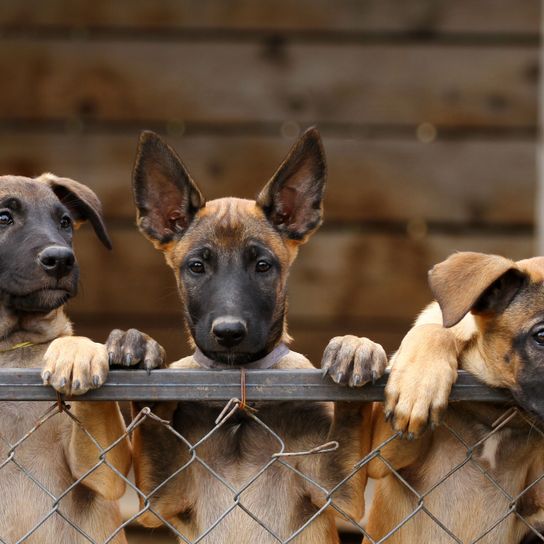 mammifère, chien, vertébré, race de chien, canidé, carnivore, muselière, chien de rue, gueule noire, chiots malinois de refuge, jeune chien, bergers belges, chien de liste