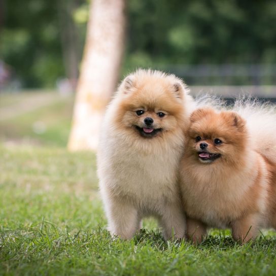 Chiots poméraniens Chien,Mammifère,Vertébré,Spitz allemand petit,Canidé,Spitz,Spitz allemand,Poméranien,Race de chien,Spitz allemand moyen,Chiots spitz nains crème et marron