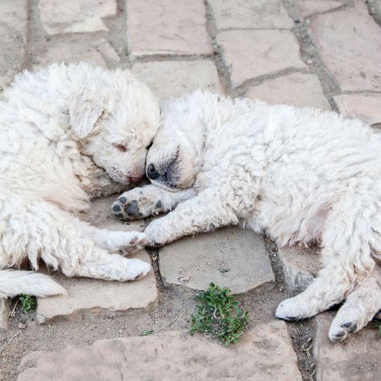 Felidae, chat, carnivores, Canidae, fourrure, chiots Puli en blanc, petit chien blanc avec une drôle de fourrure, races de chiens inhabituelles, chiens essuyeurs