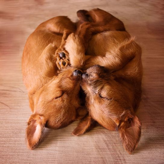 chien, canidé, race de chien, carnivore, chiot, chien de compagnie, groupe sportif, irish terrier chiots cuddle together with ears hanging on the floor
