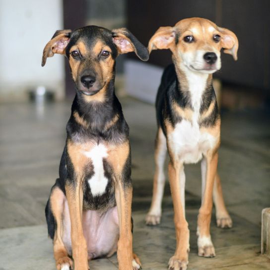 Chiots de l'Inde, chiens noirs bruns, chien de chasse, lévrier, chien paria