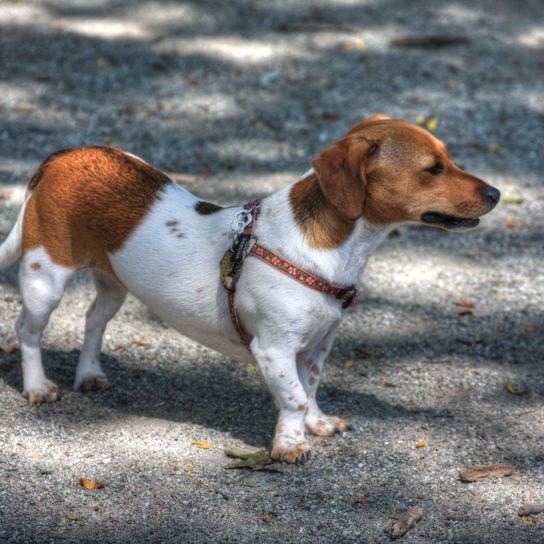 Chien, Mammifère, Vertébré, Race de chien, Canidae, Tout-terrain, Carnivore, Braque Saint-Germain, Race similaire au Foxhound américain, Chien de compagnie, Chiweenie, Mélange de Chihuahua