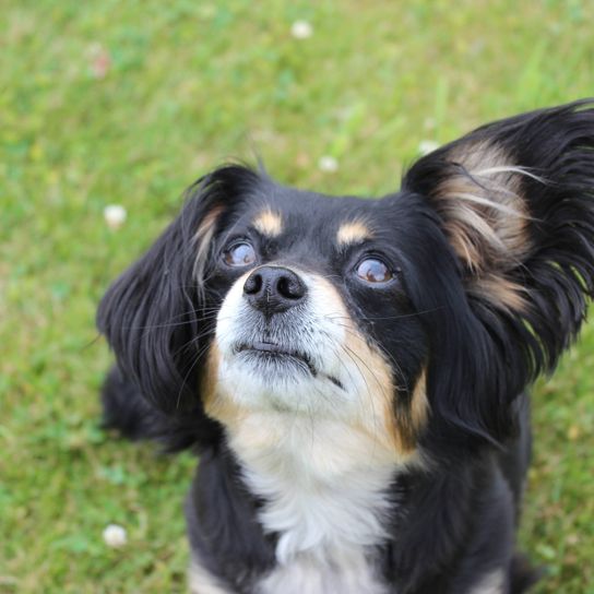 Chien,carnivore,moustaches,faon,chien de compagnie,herbe,race de chien,chien jouet,animal terrestre,animal de travail,