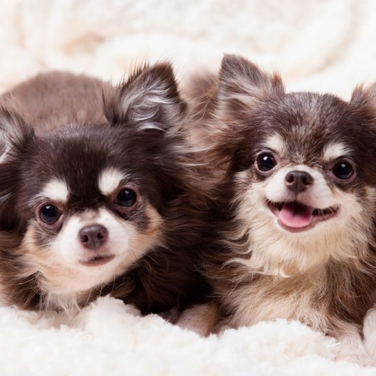 Mammifère, Vertébré, Chien, Canidae, Race de chien, Chiot, Peau, Chien de compagnie, Museau, Carnivore, Choco Tan Chihuahua rieur, Petit chien à poil long et oreilles dressées