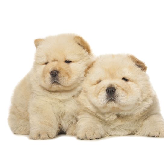 Chien, mammifère, vertébré, Canidae, race de chien, chiot, chow chow blonde, chien de compagnie, carnivore, groupe non sportif,