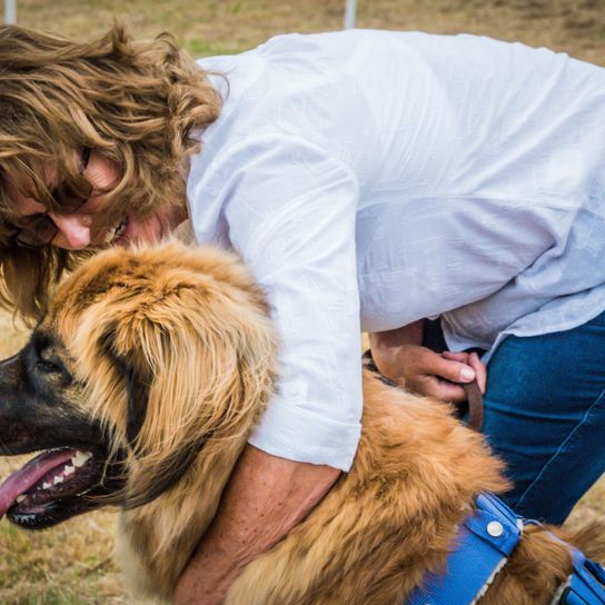 Chien, Mammifère, Vertébré, Canidé, Race de chien, Leonberger, Carnivore, Race de chien géant, Chien de compagnie, Groupe sportif, Grand chien brun au museau foncé et au poil long