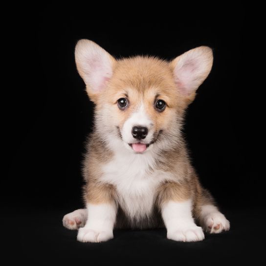 Corgi chiot oreilles piquées Chien, Mammifère, Welsh Corgi, Vertébré, Canidé, Welsh Pembroke Corgi, Race de chien, Carnivore, Chiot, Welsh Cardigan Corgi, Petit chiot aux oreilles dressées, Oreilles de chauve-souris semblables à celles du bouledogue français