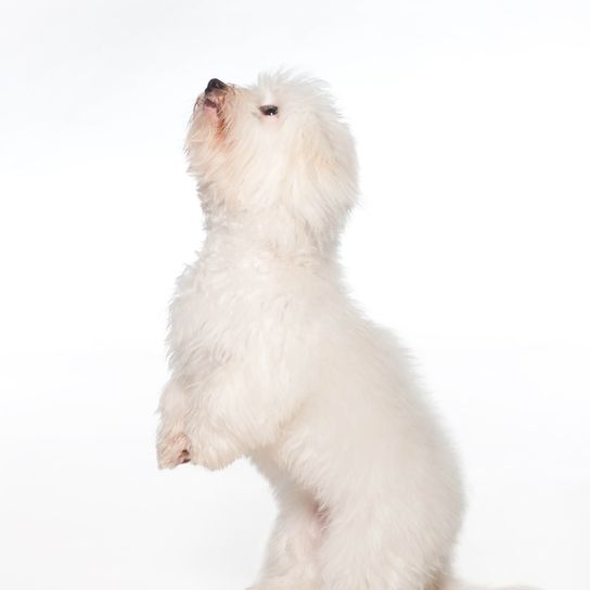 Chiot Coton de Tuléar blanc, chien similaire au Bichon Bolonais et au Bichon Havanais, chien également appelé chien coton, chien allergique, race de chien pour les personnes allergiques, l'allergie aux poils de chien peut être éliminée avec cette race, chien similaire au Bichon Frisé, petit chien blanc de race pour les débutants, chien pour enfants, race de chien pour enfants, chien de famille