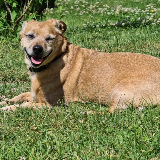 Couché dans l'herbe Jack Tzu Chien,plante,race de chien,carnivore,collier,herbe,chien de compagnie,chevreuil,moustaches,animal terrestre,