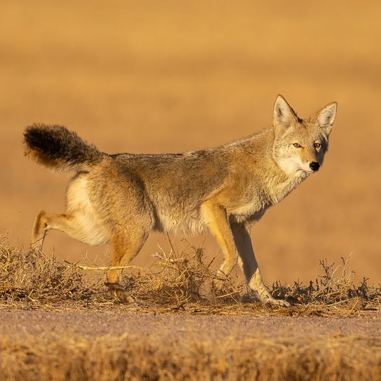 Coyote dans le désert Loup des prairies, coyote errant dans le désert, loup large, loup du désert d'Amérique, loup américain, loup des steppes, ancêtre des chiens.
