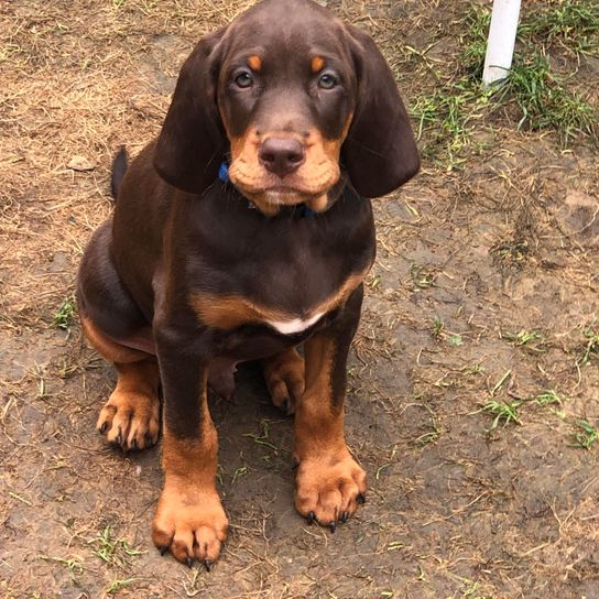 Chien,carnivore,foie,race de chien,chevreuil,chien de compagnie,animal de travail,animal terrestre,chien de chasse,groupe sportif,