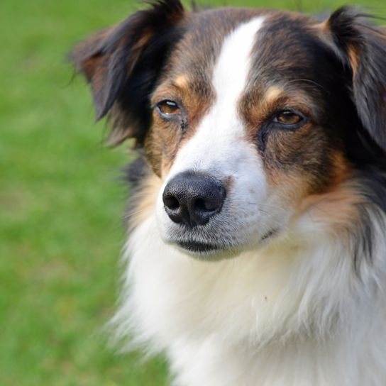 Chien, Mammifère, Vertébré, Chien similaire au Colley australien, Race de chien, Canidae, Carnivore, Chien de compagnie, Chien similaire au Berger australien, Race similaire au Colley écossais, Cromfohrländer