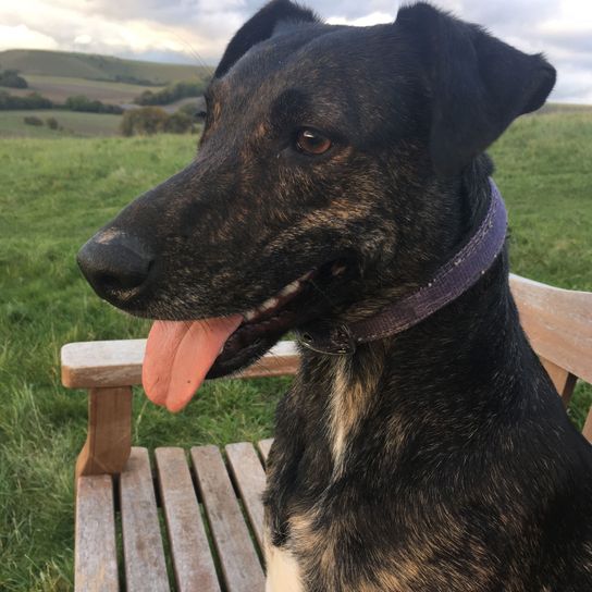 Chien, mammifère, vertébré, race de chien, Canidae, carnivore, muselière, collier de chien, cursinu à la fourrure sombre et au collier violet assis sur un banc