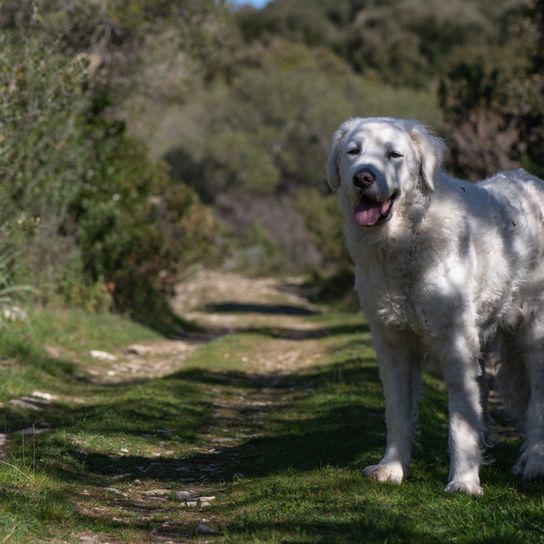 Chien de race Kuvasz en ombre, grand chien blanc