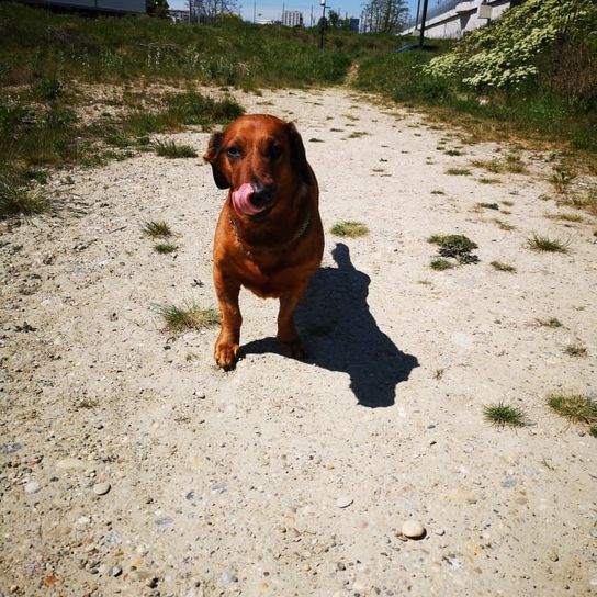 Hund, Pflanze, Himmel, Hunderasse, Fleischfresser, Straßenoberfläche, Wolke, Arbeitstier, Asphalt, Baum,