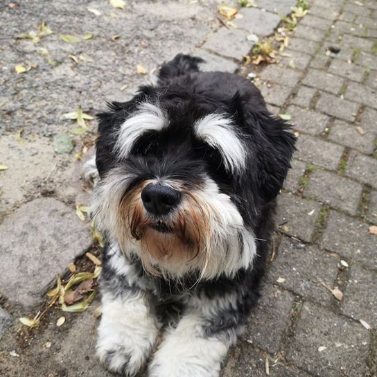 Hund,Fleischfresser,Hunderasse,Straßenbelag,Spielzeughund,Wasserhund,Begleithund,Asphalt,kleiner Terrier,Schnauze,